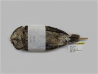 藏品(領角鴞)的圖片